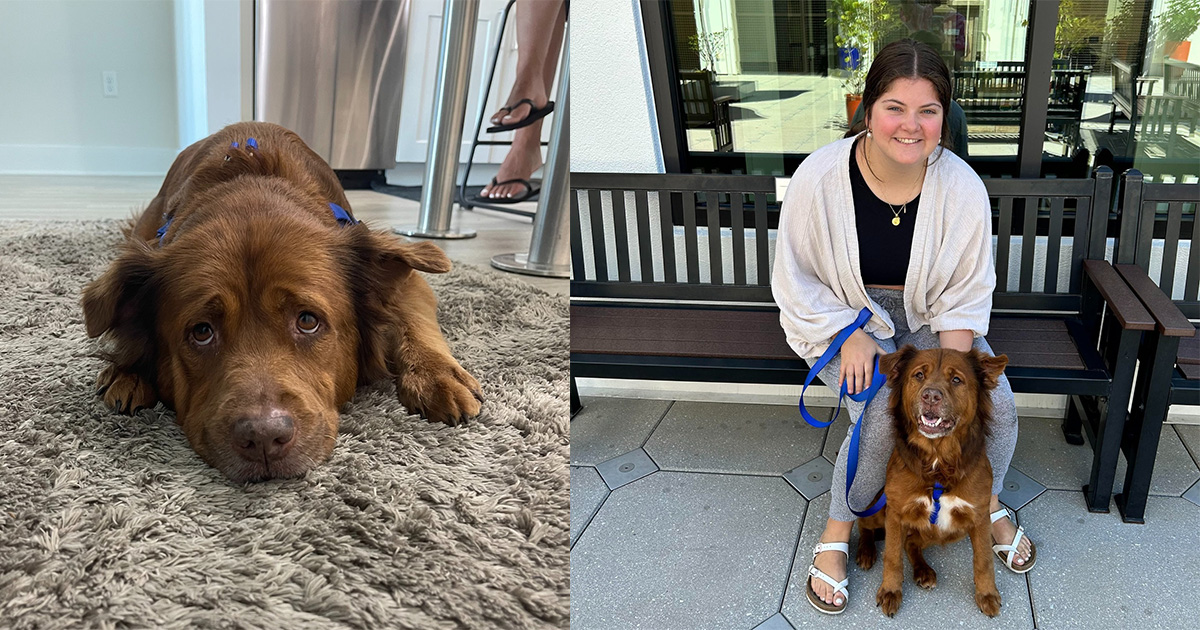 Woman fell in love with shelter dog, but was too busy to adopt — comes back months later and sees her friend still waiting for her