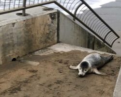 Injured seal pup crawls up stairs looking for help — beachgoers save the day