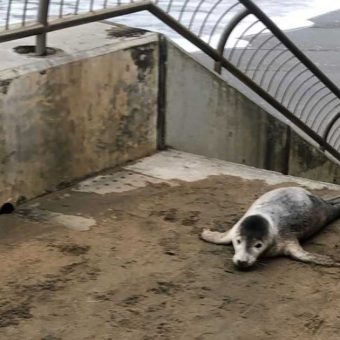 Injured seal pup crawls up stairs looking for help — beachgoers save the day