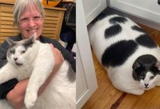 40-pound cat Patches made headlines due to his huge size — see his fitness progress one year later