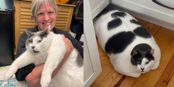 40-pound cat Patches made headlines due to his huge size — see his fitness progress one year later