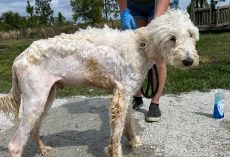Stray dog found emaciated and in rough shape — weeks later he’s made an amazing transformation