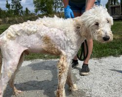 Stray dog found emaciated and in rough shape — weeks later he’s made an amazing transformation
