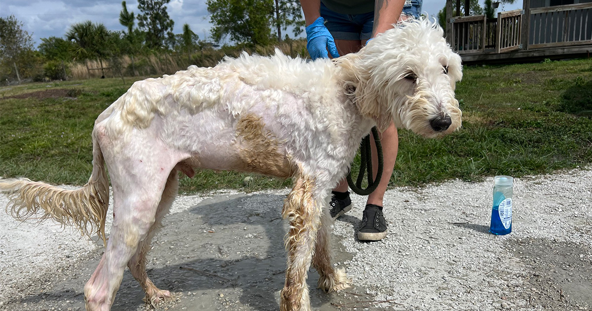 Stray dog found emaciated and in rough shape — weeks later he’s made an amazing transformation