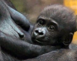 Jameela, premature gorilla born via rare c-section, accepted by surrogate mother after zoo transfer