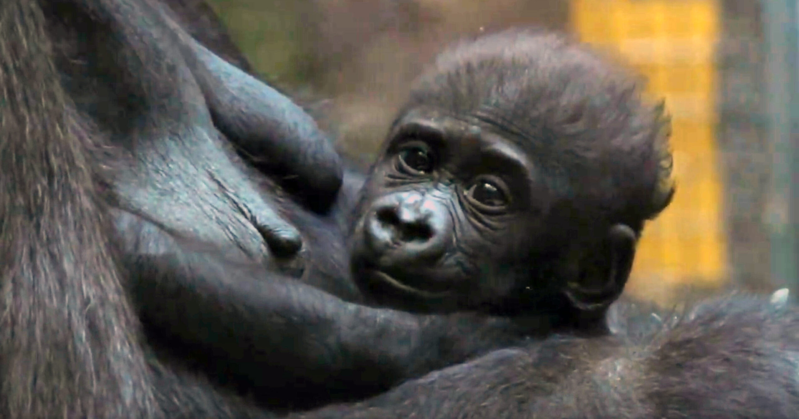 Jameela, premature gorilla born via rare c-section, accepted by surrogate mother after zoo transfer