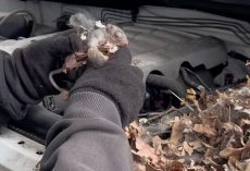 Man unexpectedly finds tiny creatures hiding in his car engine — rescue leads to heartwarming reunion