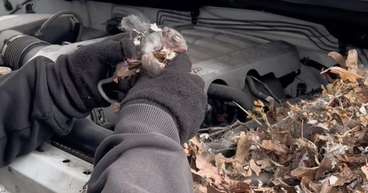 Man unexpectedly finds tiny creatures hiding in his car engine — rescue leads to heartwarming reunion