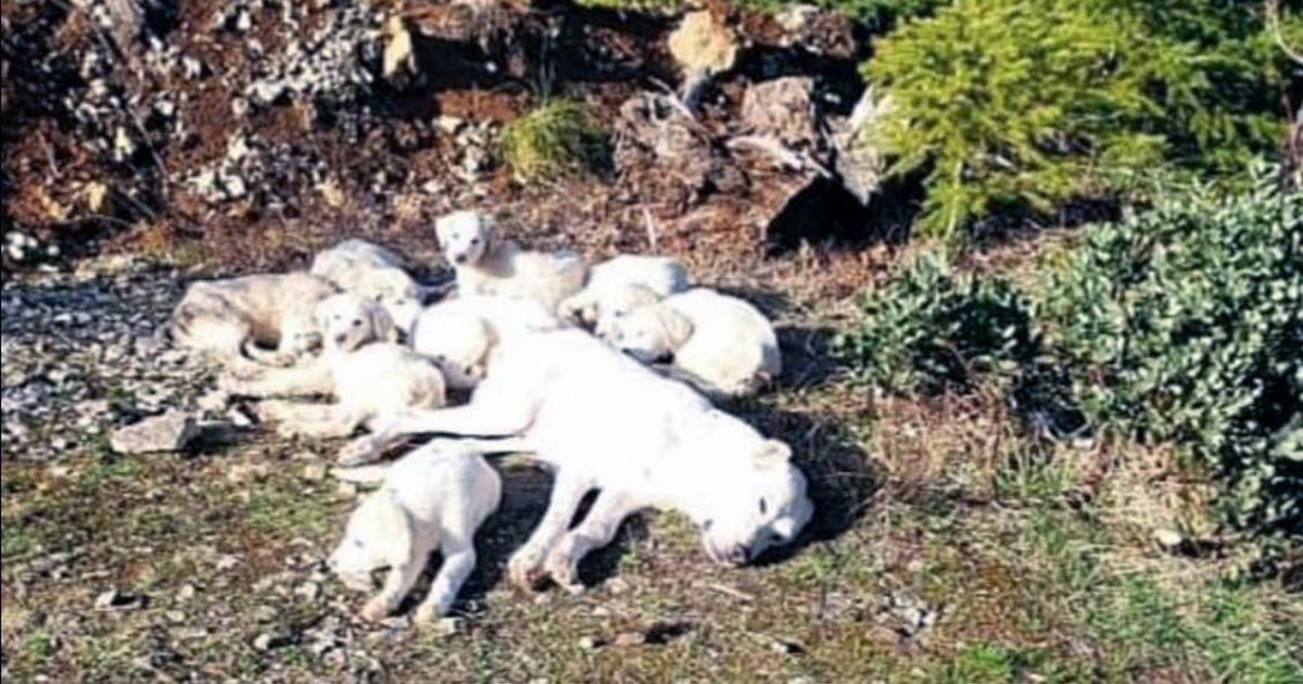 Mama dog found tied up in woods along with her 8 puppies — now they’re in safe hands