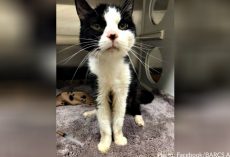 Senior Cat Dumped At Shelter For Having A Few Accidents In The House