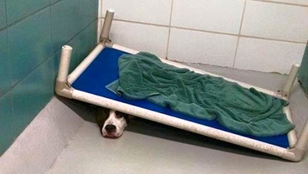 Terrified Dog Who Would Hide Under His Bed At Shelter Finds A Home