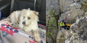 Dog survived 50-foot fall of cliff in quarry — rescuers rappel down to save his life