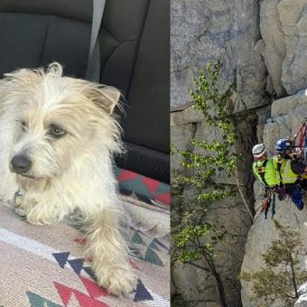 Dog survived 50-foot fall of cliff in quarry — rescuers rappel down to save his life