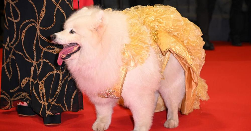 Felicity was saved from the dog meat trade in China — now she’s walking the red carpet at Cannes