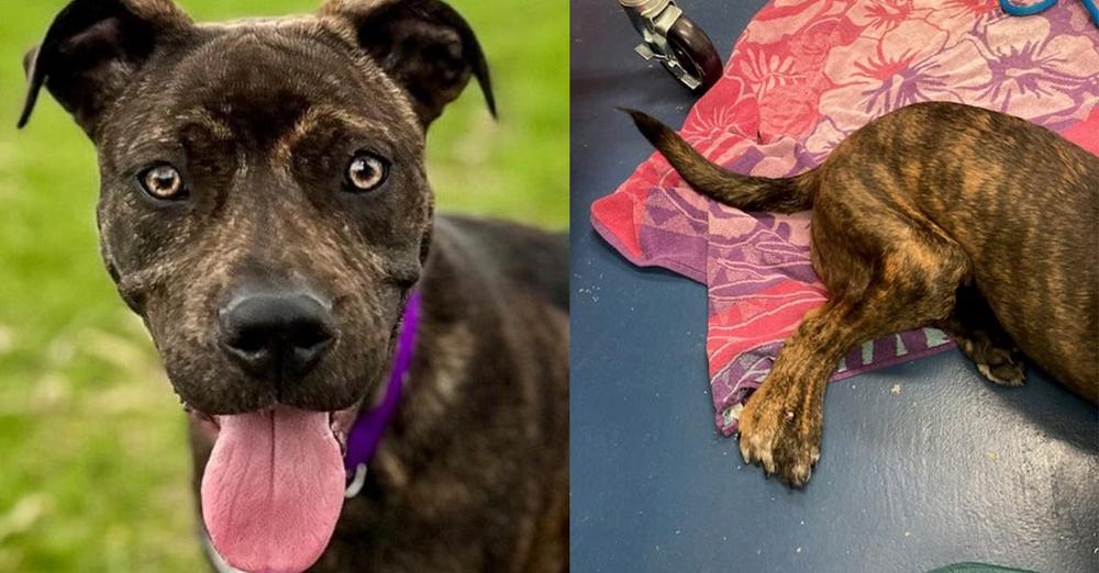 Puppy was born with fifth leg due to extremely rare condition — now up for adoption