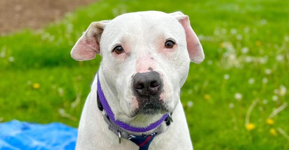 Dog left “traumatized” after being abandoned and tied to dumpster — now looking for a home
