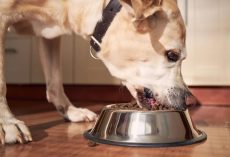 Dog food sold at Walmart recalled for containing “loose metal pieces”