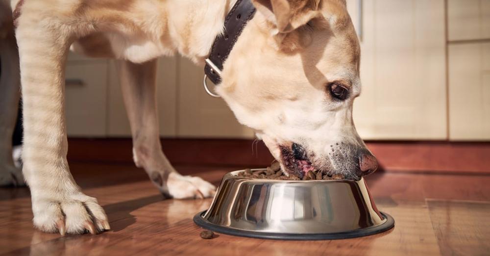 Dog food sold at Walmart recalled for containing “loose metal pieces”