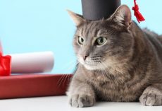 Beloved university campus cat receives honorary degree at graduation