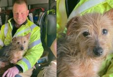 Firefighter finds loyal dog in deceased woman’s home — decides to adopt her himself