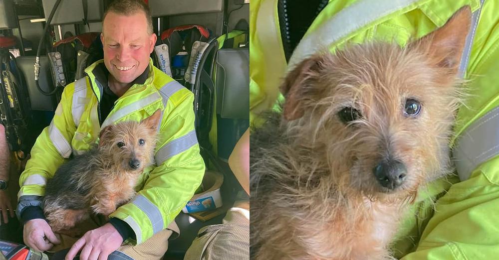 Firefighter finds loyal dog in deceased woman’s home — decides to adopt her himself