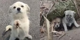 Mama Dog Stops Traffic And Begged For Food To Feed Her Babies