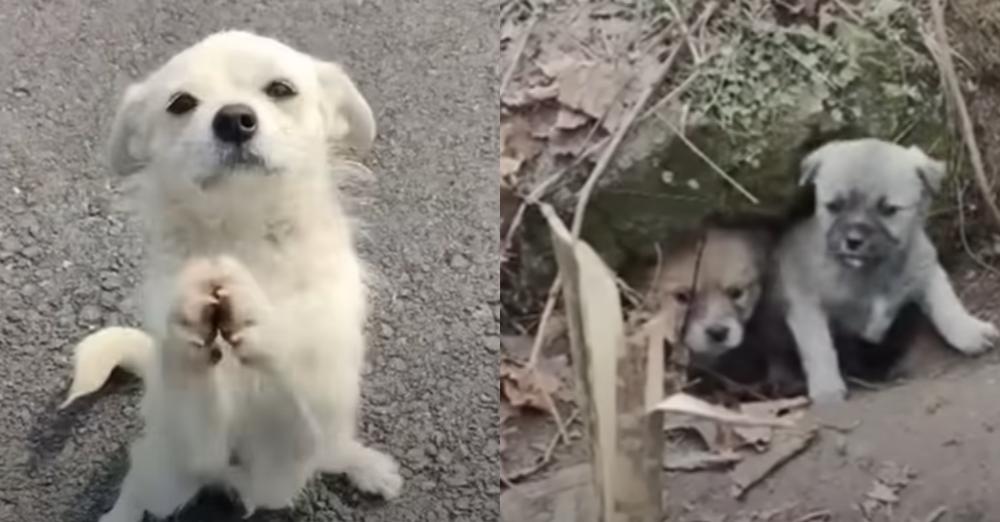 Mama Dog Stops Traffic And Begged For Food To Feed Her Babies