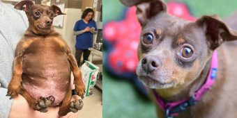 Dog arrived at shelter too fat to move — now he’s looking for a new home to help in weight loss journey