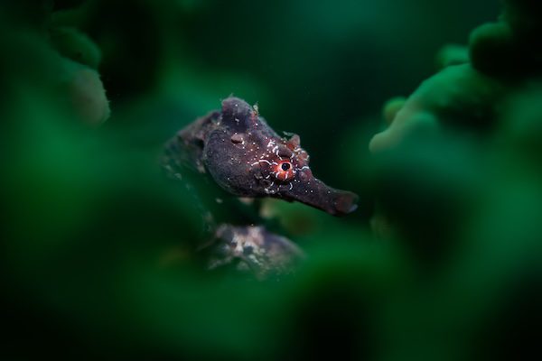 Winners of Underwater Photographer of the Year Evoke Life In The Seas with Spectacular Images