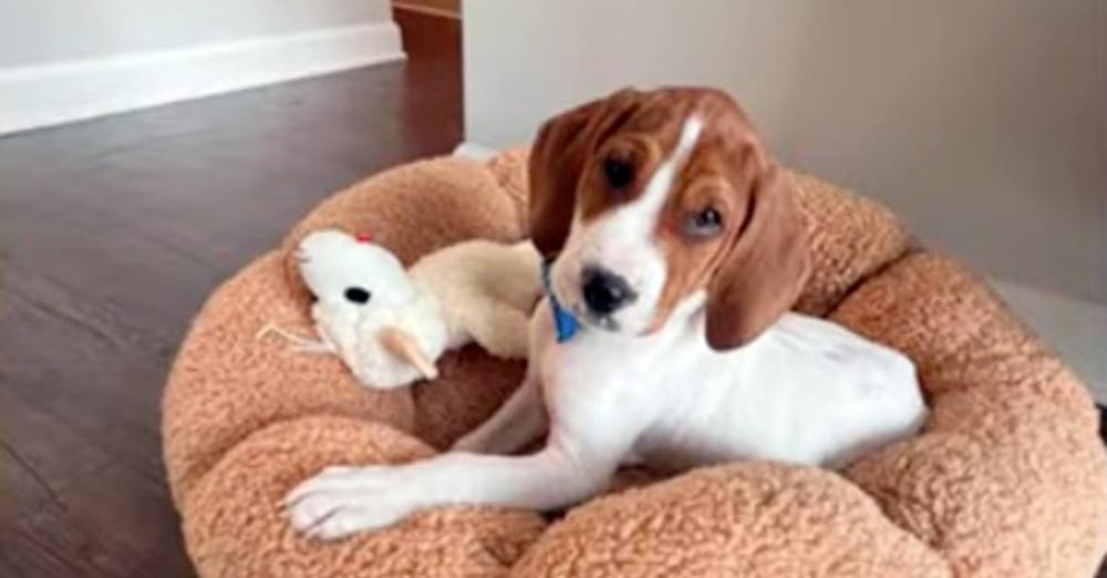 Woman takes sick dog to be euthanized — is shocked to see him up for adoption a year later