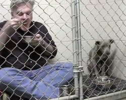 Veterinarian Eats Breakfast In Kennel With The Pit Bull He Saved To Comfort Her