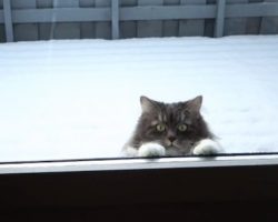 Unusual Cat Loves Playing In The Snow