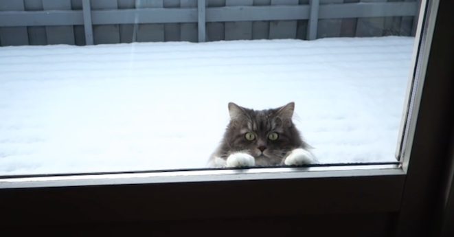 Unusual Cat Loves Playing In The Snow