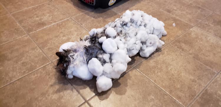 Frozen Cat Revived By Vets After She Is Found Buried In Snow Bank