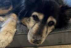 Senior dog was returned to shelter for “being boring” — rescuers discover what’s really wrong