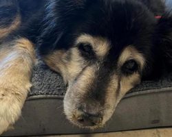 Senior dog was returned to shelter for “being boring” — rescuers discover what’s really wrong