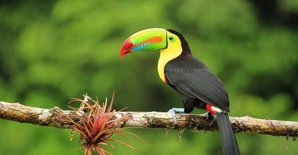 Costa Rica officially closes state zoos, moves animals to rescue center: “We are getting rid of the cages”