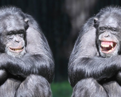 New study reveals that apes bond over watching videos, just like humans do