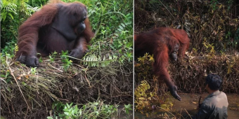 Orangutan reaches out a hand to help man stuck in mud