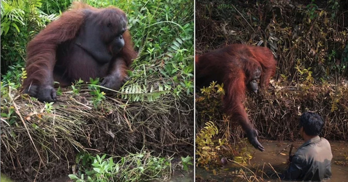 Orangutan reaches out a hand to help man stuck in mud