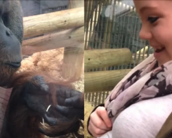 Curious baby orangutan notices pregnant woman, gently kisses her ‘baby bump’