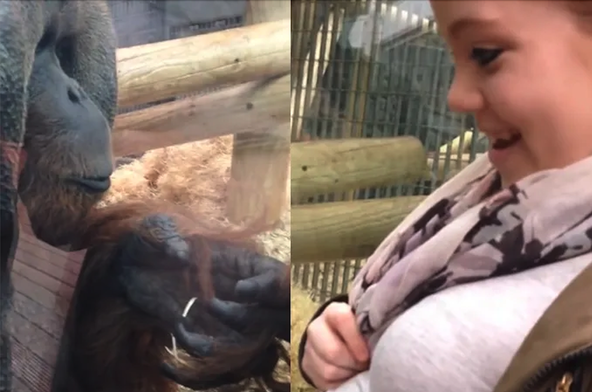 Curious baby orangutan notices pregnant woman, gently kisses her ‘baby bump’