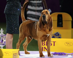 Dog named Trumpet becomes first bloodhound to win best in show at Westminster