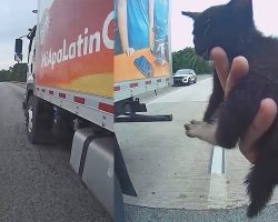 Truck driver blocks traffic to help save stray kitten from the highway