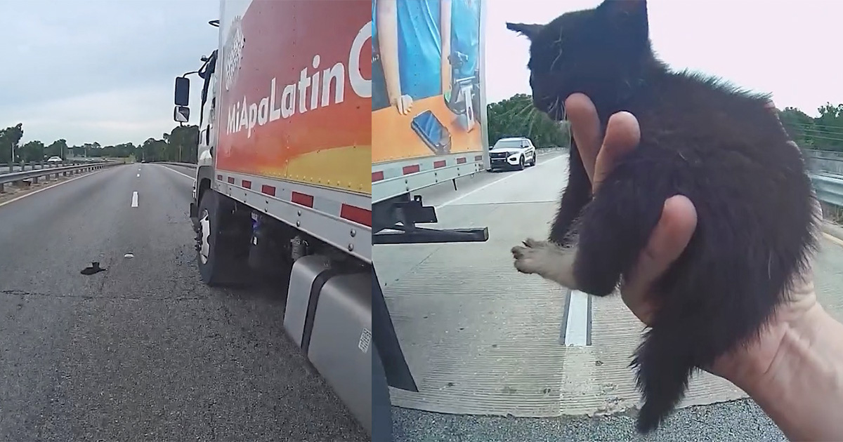 Truck driver blocks traffic to help save stray kitten from the highway