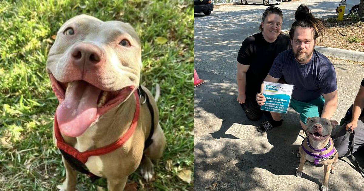 Shelter dog was always passed over because she’s shy — 188 days later her luck finally turns around