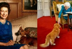 What happened to Queen Elizabeth’s iconic Corgis? Sarah Ferguson gives update 2 years after queen’s death