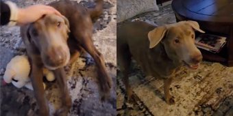 Video shows moment paralyzed dog realizes he can walk again