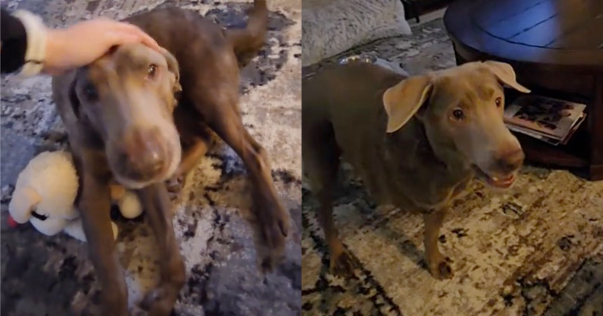 Video shows moment paralyzed dog realizes he can walk again