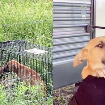Dog rescuer wins trust of abandoned puppy — look of love shows she’s finally home